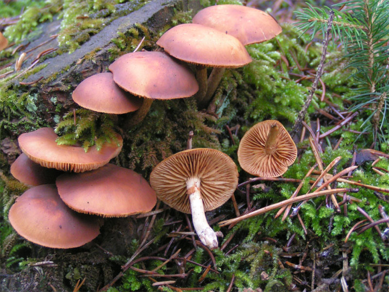 !!! Galerina marginata !!!