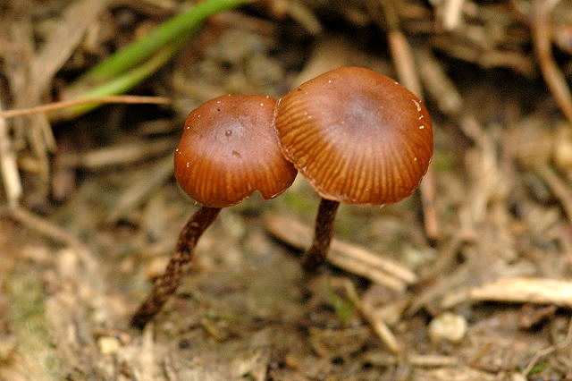 Psilocybe montana