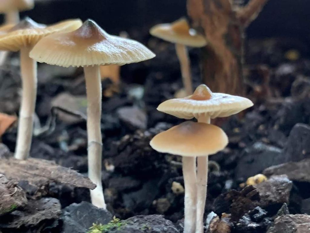 Psilocybe angulospora