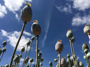 IMG_6845   