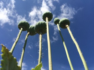 IMG_6849   